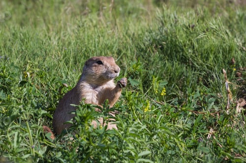 Preview: Close Up Of A Black Tailed Prairie Dog In The Grass Lands Of Wyoming