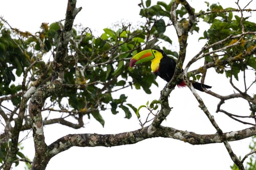 Preview: Keel Billed Toucan Perched On A Tree Branch In The Middle Of A Rain Storm