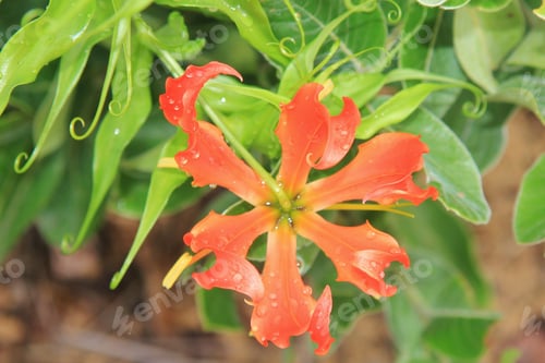 Preview: Fire Lily - Wild Flower Background From Africa - Nature'S Treasure Chest Of Colors, Red And Orange