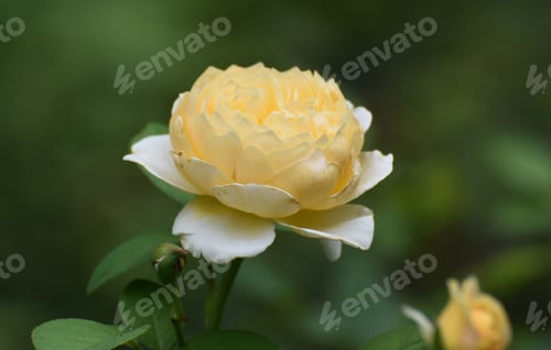 Preview: Great Shot Of A Yellow Rose In A Garden