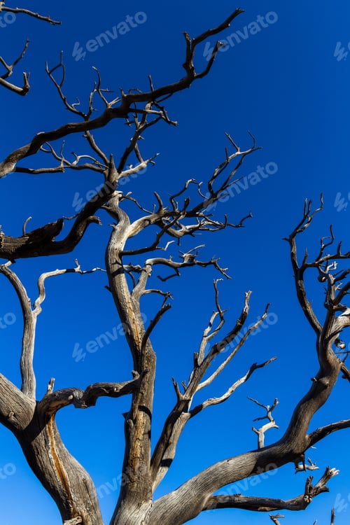 Preview: Looking Up Perspective Of An Old Dead Snag Over A Beautiful Deep Blue Sky In The Background