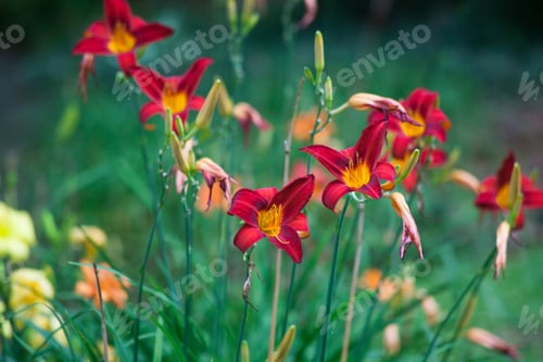 Preview: Red Lily Blooming In A Field