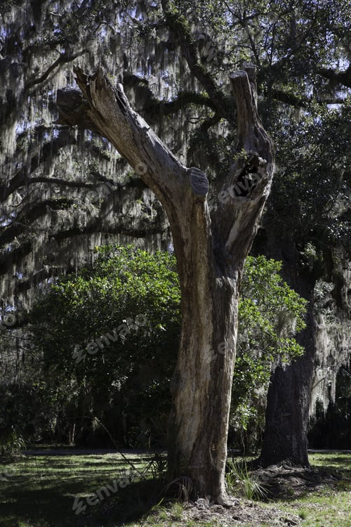 Preview: Trees With Spanish Moss And Green Grass