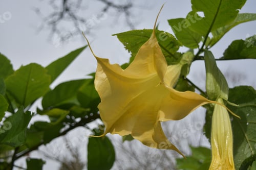 Preview: Striking Yellow Angel'S Trumpet Flower Blossom In Bloom.