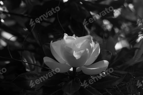 Preview: Magnolia Blossom In Black And White