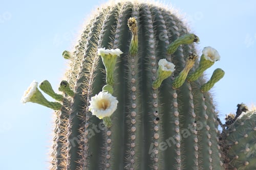 Preview: Blooming Cactus in the Desert Sunlight