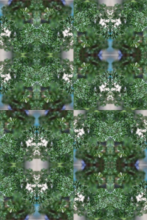 Preview: An Evergreen Ming Aralia Plant Abstract With Tiny Green Leaves 0320