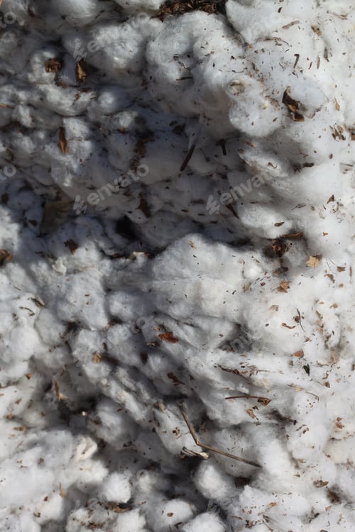 Preview: A Closeup Of A Bale Of Cotton Fresh From The Field. 4638