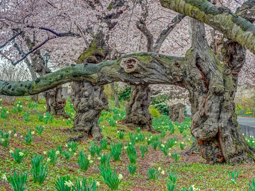 Preview: Central Park, Manhattan, New York City In Spring