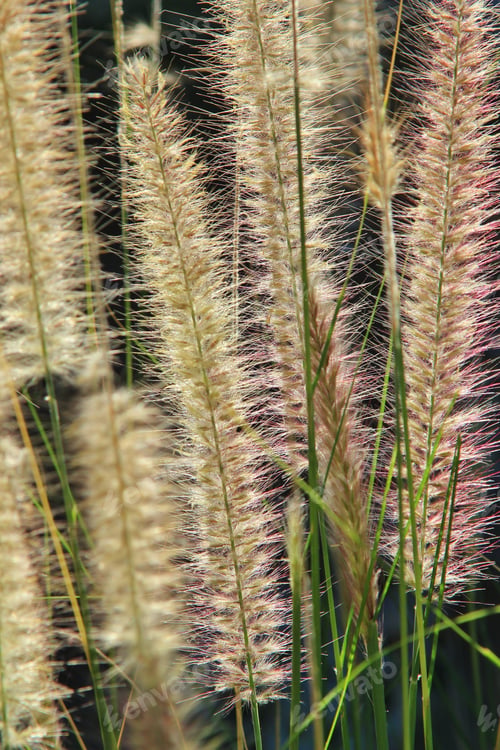Preview: Grass Background - Natural Textures And Colors From Nature