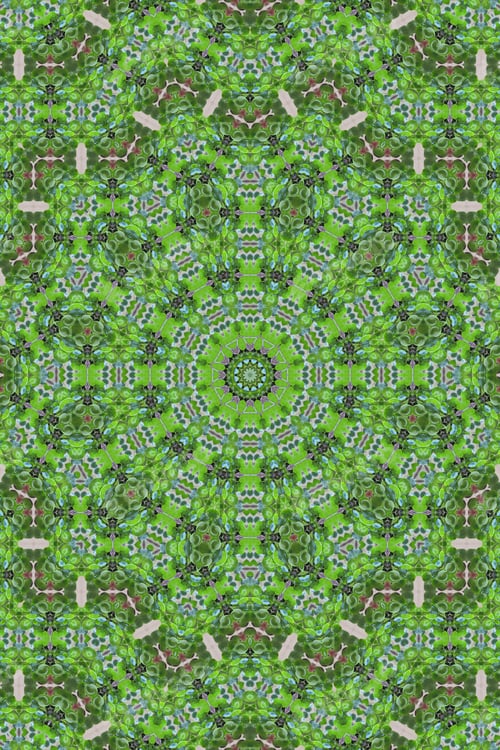 Preview: Abstract Of A Pilea Peperomioides Plant With Bright Green Saucer Shaped Leaves 2611