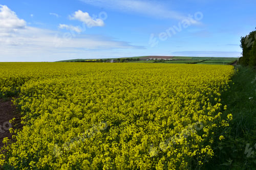 Preview: Springtime Field Of Flowering Rape Seed Flower Blossoms.
