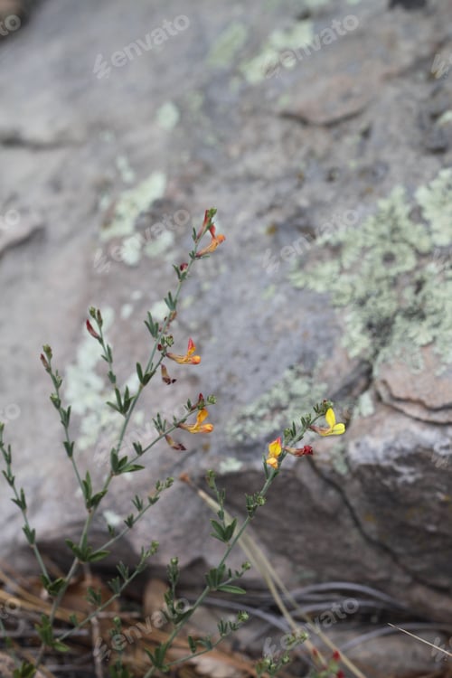 Preview: A Clump Of Desert Rock Pea Flowers 8182