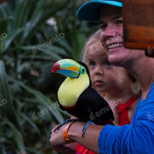 Preview: Alajuela, Costa Rica - May 02: Toucan In A Posing With Tourists In A Wildlife Refuge. May 02 2016