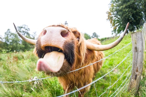 Preview: Close Up Of The Toungue Of A Large Scottish Highland Bull
