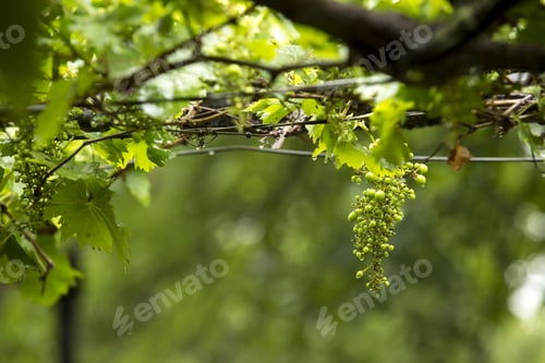 Preview: Green Grapes En A Tree On A Cloudy Day With Rain. Wine Production, Patagonia Argentina.