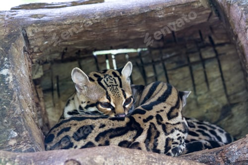 Preview: Close Up Of An Ocelot In A Wild Life Refuge In Costa Rica