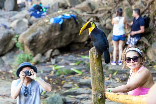 Preview: Nauyaca, Costa Rica - January 28: Toucan Perched On A Pole Near Tourists In Costa Rica. January 28