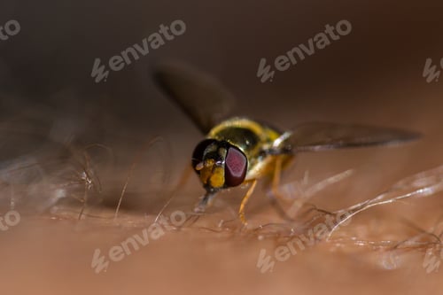 Preview: Macro Of A Hover Fly On My Leg With My Own Leg Hair To Show Size