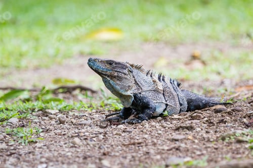 Preview: Spiny Tail Iguana Walking On The Ground In The Pacific Costa Rica