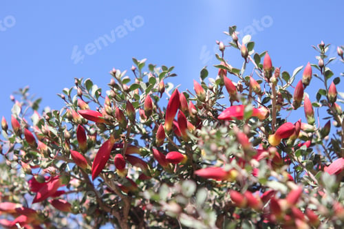 Preview: A Desert Penstemon Bush With Bright Pink Flowers 6503