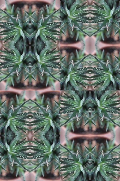 Preview: A Zebra Succulent Plant Abstract With Green And White Striped Triangular Leaves 0591