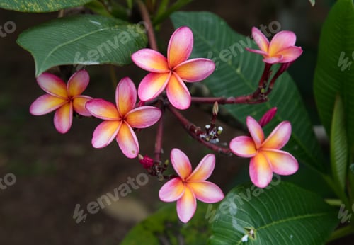 Preview: Pink Plumeria Blooming On The Branch