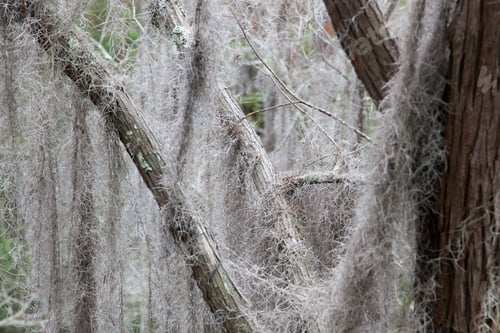 Preview: Trees With Spanish Moss Hanging From The Branches, From The Okefenokee Swamp In South East Georgia