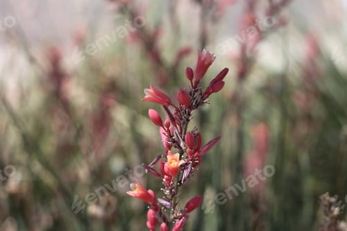 Preview: A Red Yucca Plant With Small Flowers 7997