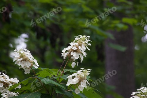 Preview: Flower Outdoors In The Sunshine