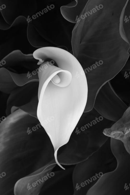 Preview: Garden Calla Lily In Black And White