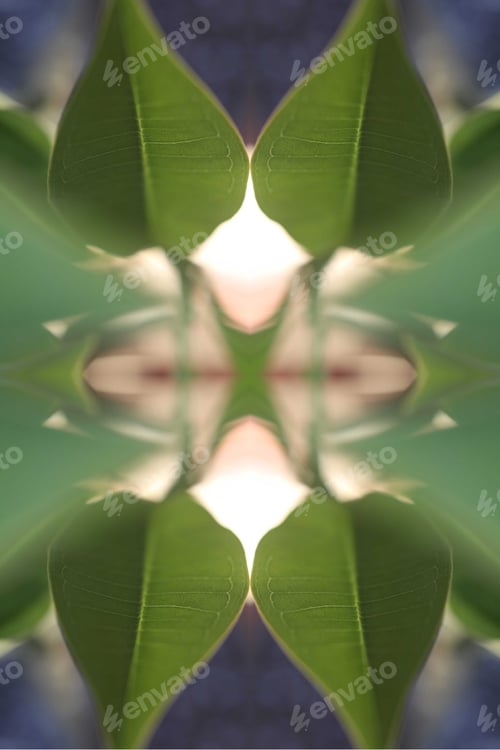 Preview: An Abstract Of Fresh Green Plumeria Rubra Leaves 0039