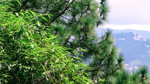 Preview: Green Tree Overlooking Shimla, India