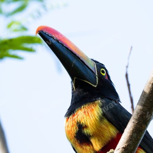 Preview: Fiery Billed Aracari Perched On A Small Branch In The Costa Rican Southern Pacific