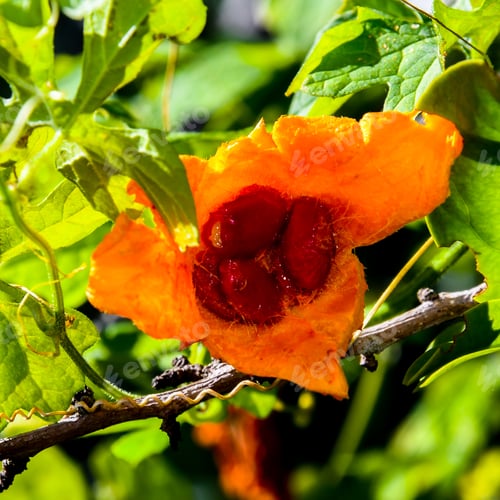 Preview: A Bitter Melon That Has Opened To Reveal The Red Inner Seeds And Flesh