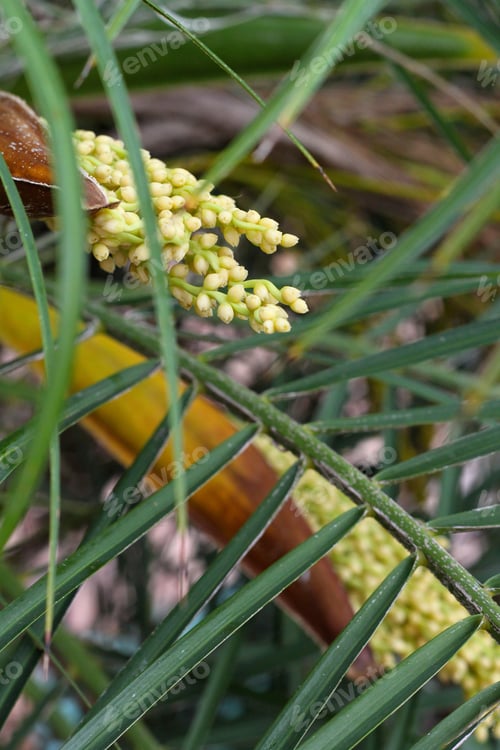 Preview: A Closeup Of Palm Tree Seeds Amidst Green Fronds 9782