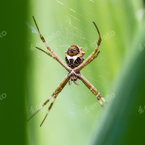 Preview: Close Up Of A Large Spider On Its Web With A Bright Green Leaf In The Background, Photo Taken In