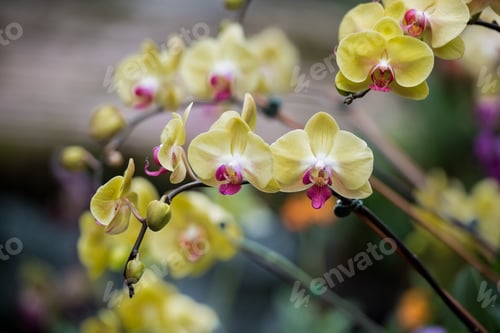 Preview: Yellow With Pink Center Phalaenopsis Orchid Blooming