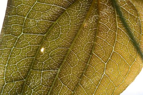 Preview: Close Up Of A Large Oval Leaf With A Soft Glow From The Sun Showing A Beautiful Texture And Pattern