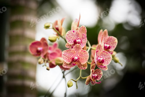 Preview: Red Spotted Cymbidium Orchids Blooming In Botanical Garden