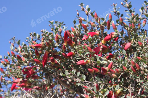 Preview: A Desert Penstemon Bush With Bright Pink Flowers 6511