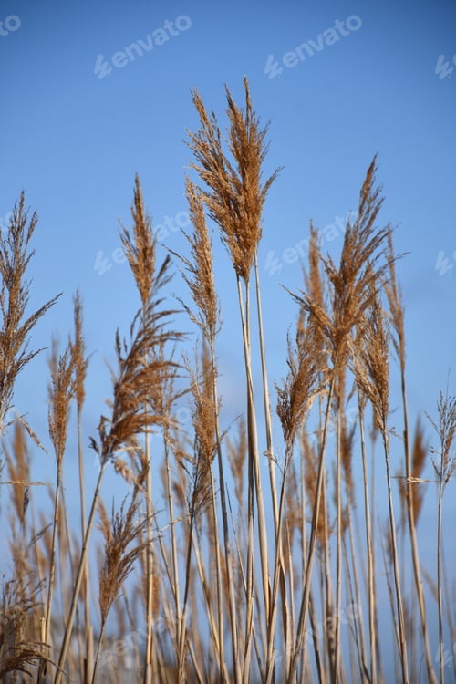 Preview: Blue Skies With Grass Reeds Blowing In The Wind.