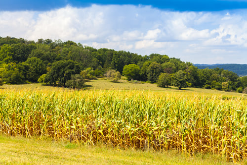 Preview: American Countryside Corn Field With Stormy Sky