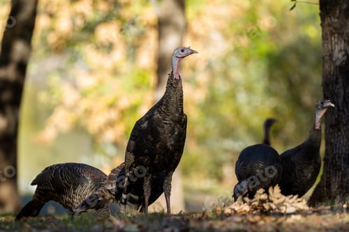 Preview: Gang Of Wild Turkeys Walking In The Woods With Autumn Colors In The Background Oaks