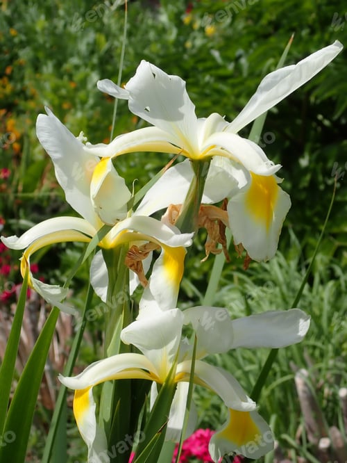Preview: Close Up Of A Lilly Outdoors