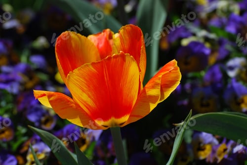 Preview: Pretty Blooming Red And Yellow Tulip With Stripes.