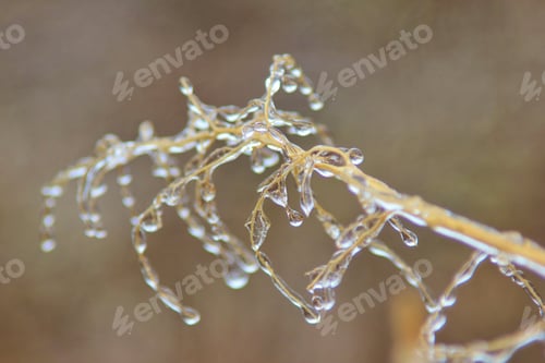 Preview: Ice Background - Icicles In Colorful Nature - Droplets Of Frozen Water As Designed By Nature