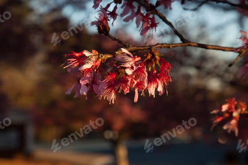 Preview: Cherry Tree Blooming