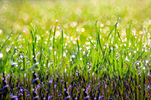 Preview: Green Grass Background - Natural Colors And Textures Of Life - Shadows Of Spring