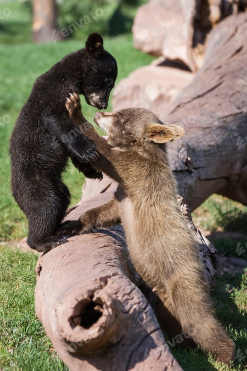 Preview: Close Up Of Two Bear Cubs Playing Rough On Green Grass